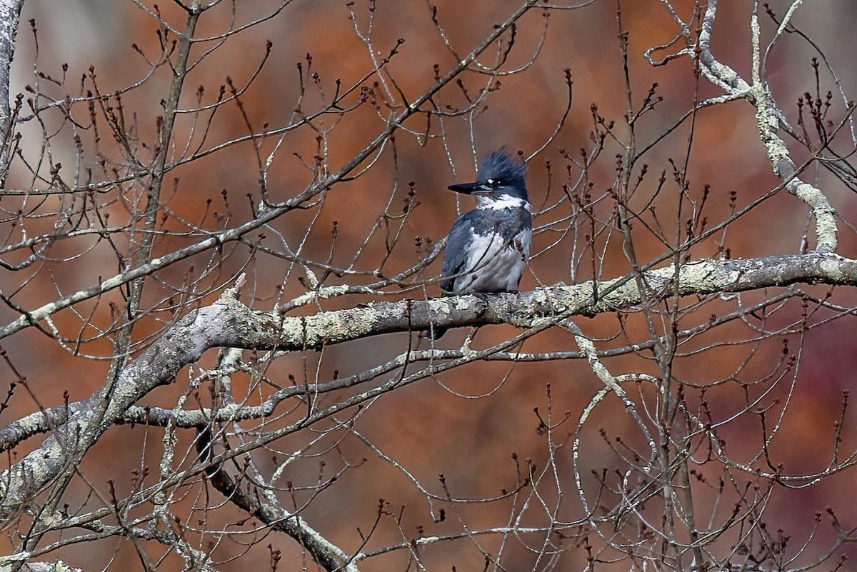 Belted Kingfisher - ML625535546