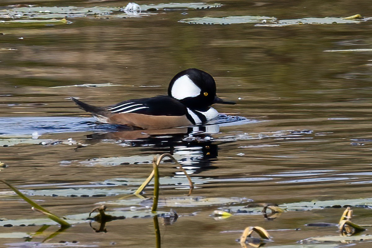 Hooded Merganser - ML625535553