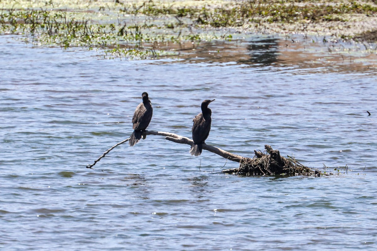 Neotropic Cormorant - ML625535652