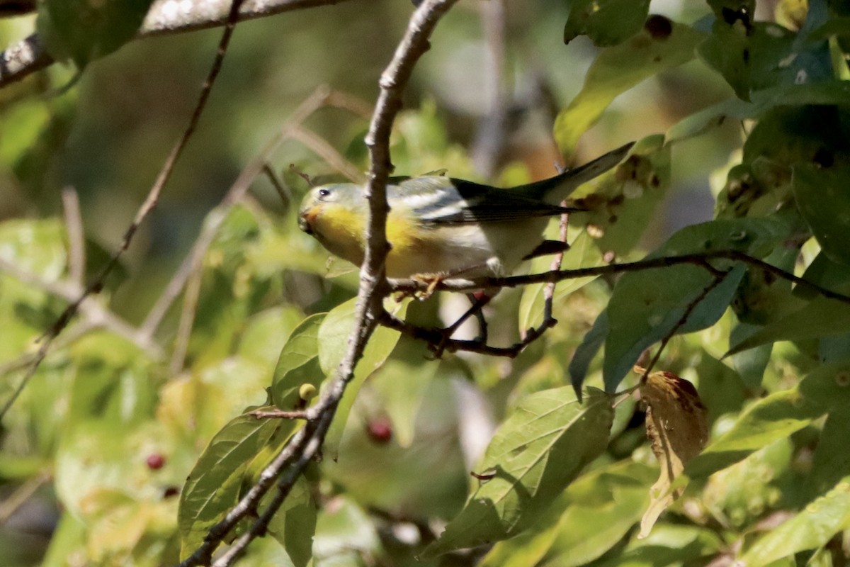 Northern Parula - Robbin Mallett