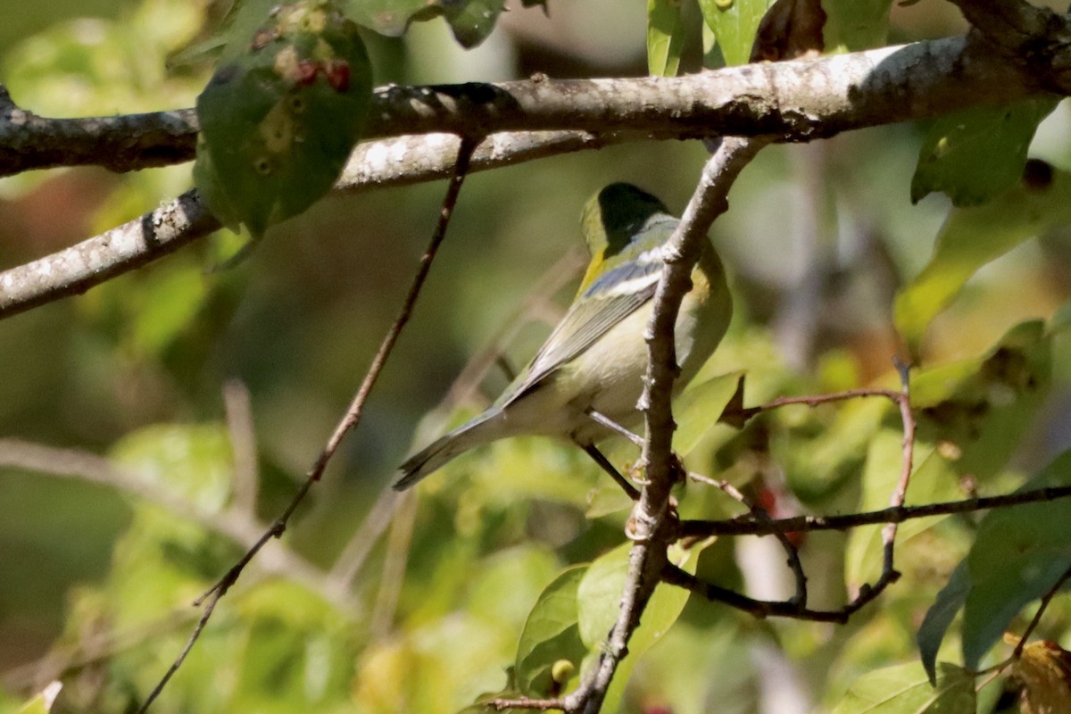 Northern Parula - ML625535756