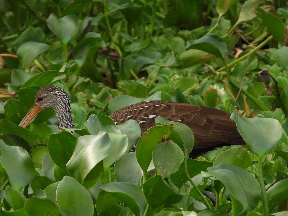 Limpkin - ML625535960