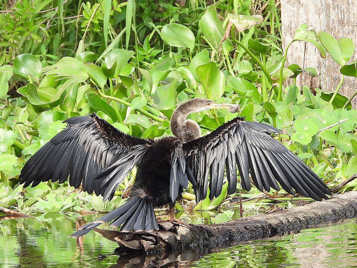 Anhinga d'Amérique - ML625535973