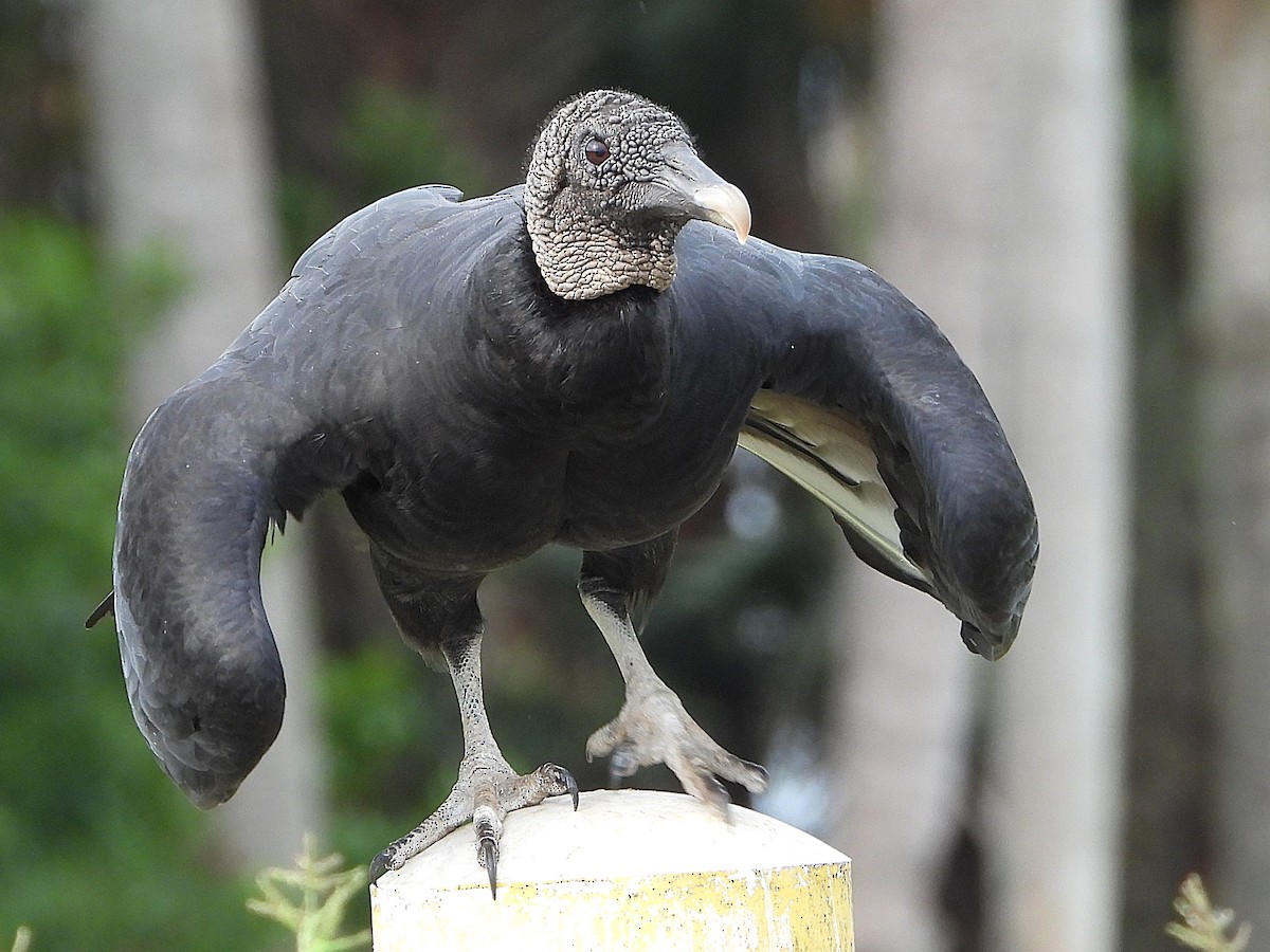 Black Vulture - ML625535999