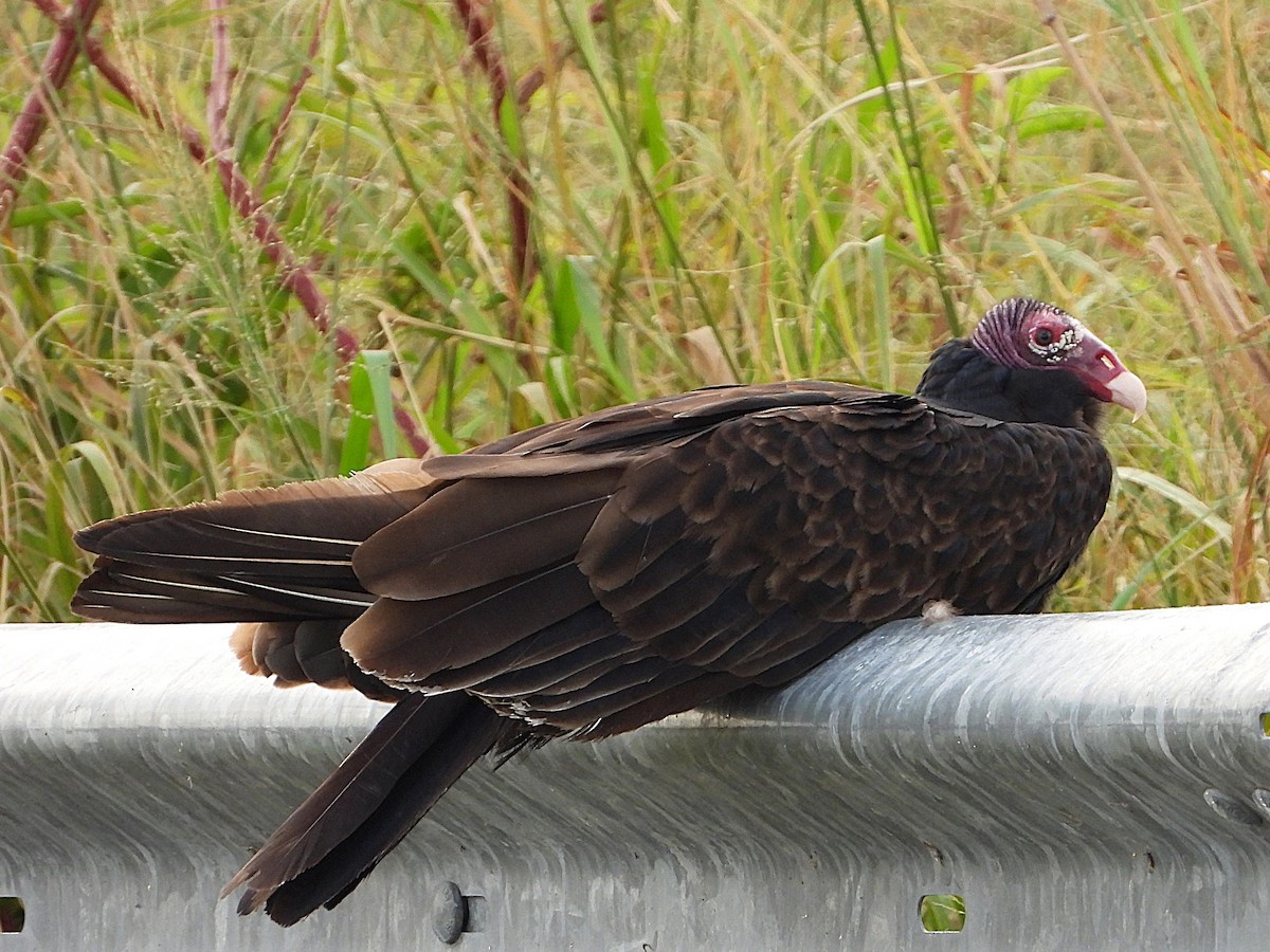 Turkey Vulture - ML625536007