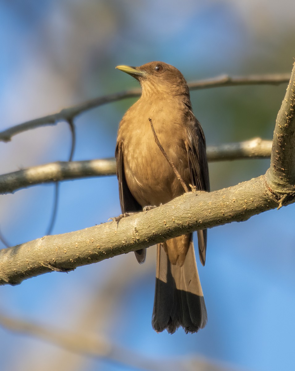 Clay-colored Thrush - ML625536012