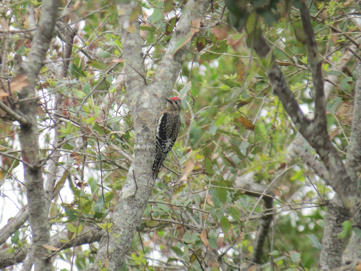 Yellow-bellied Sapsucker - Ray Miskowski