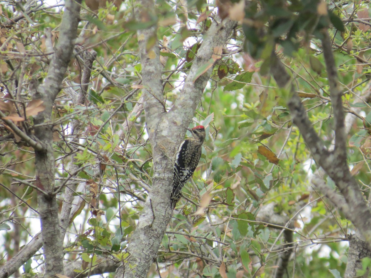 Yellow-bellied Sapsucker - Ray Miskowski