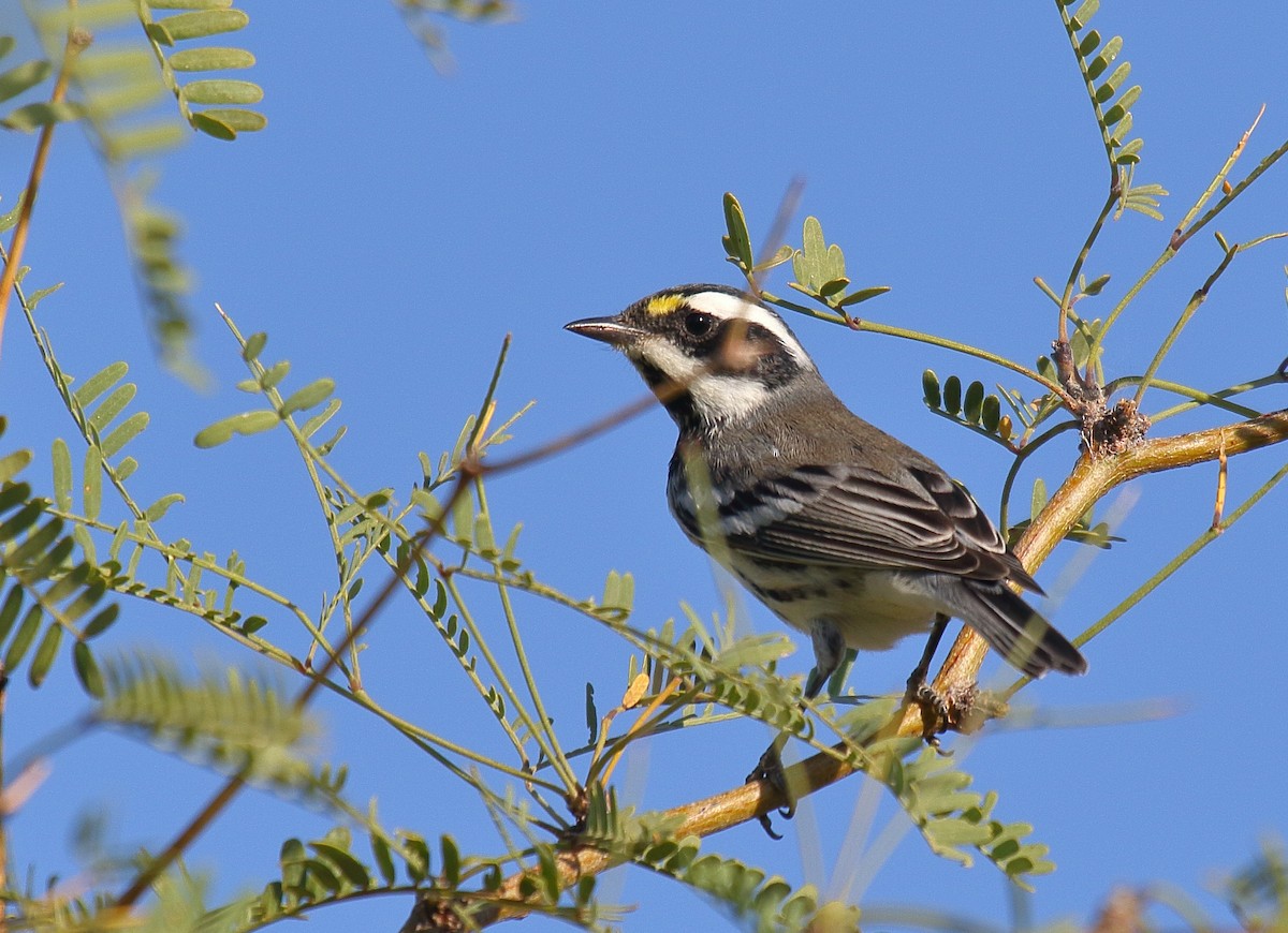 Black-throated Gray Warbler - Greg Gillson