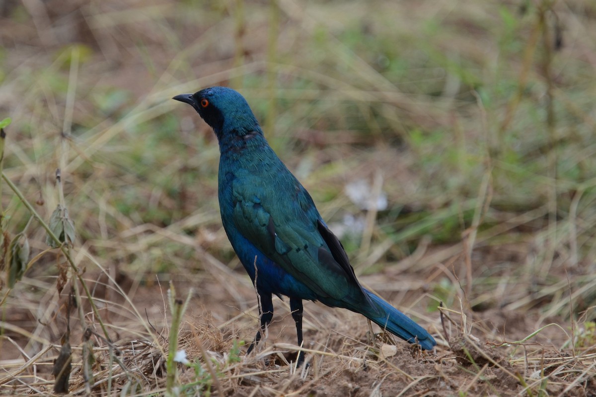 Greater Blue-eared Starling - ML625536227