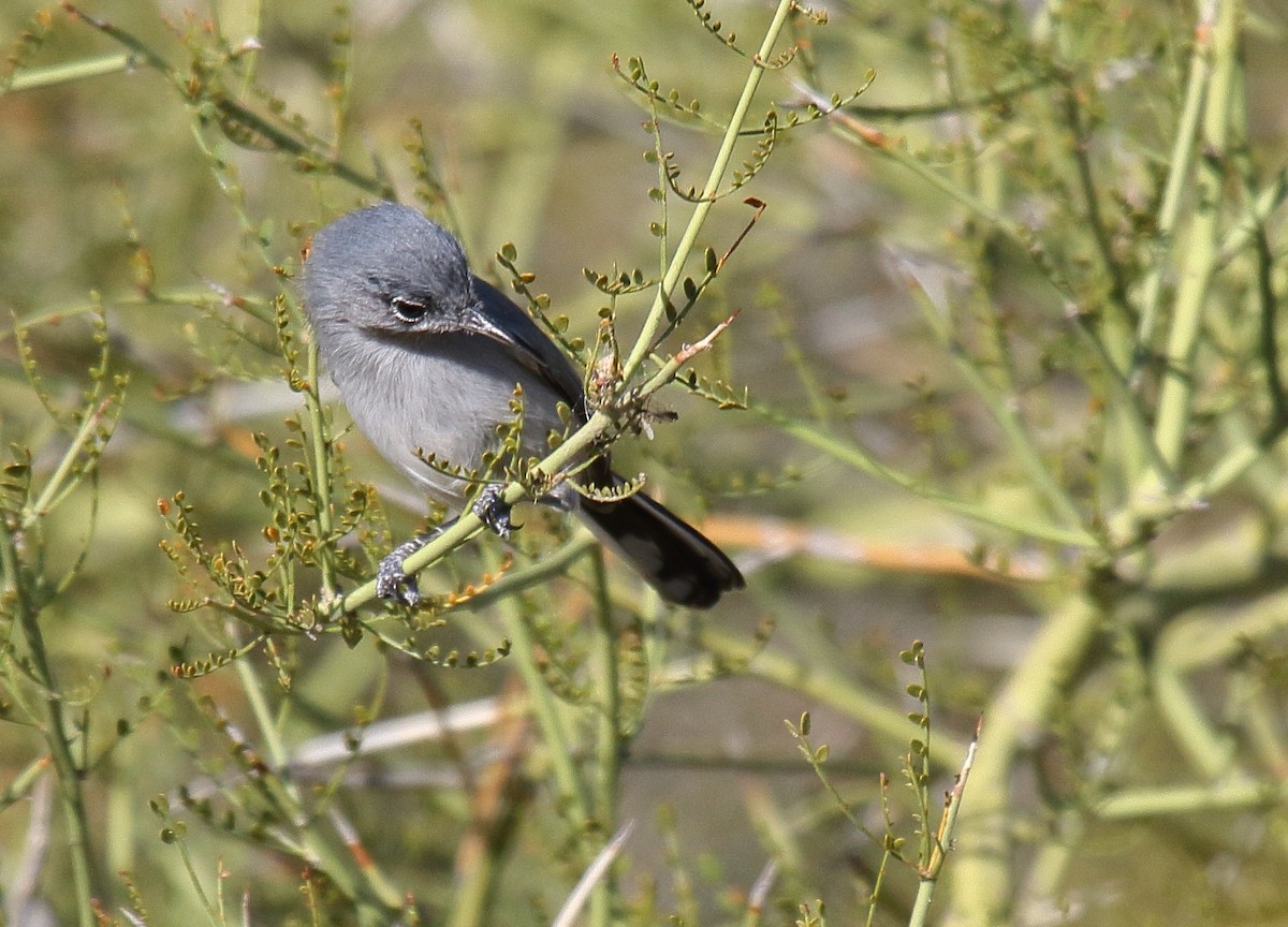 Black-tailed Gnatcatcher - Greg Gillson