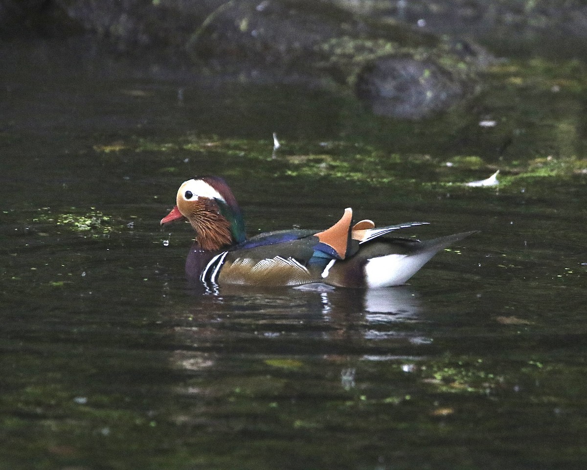 Mandarin Duck - ML625536342