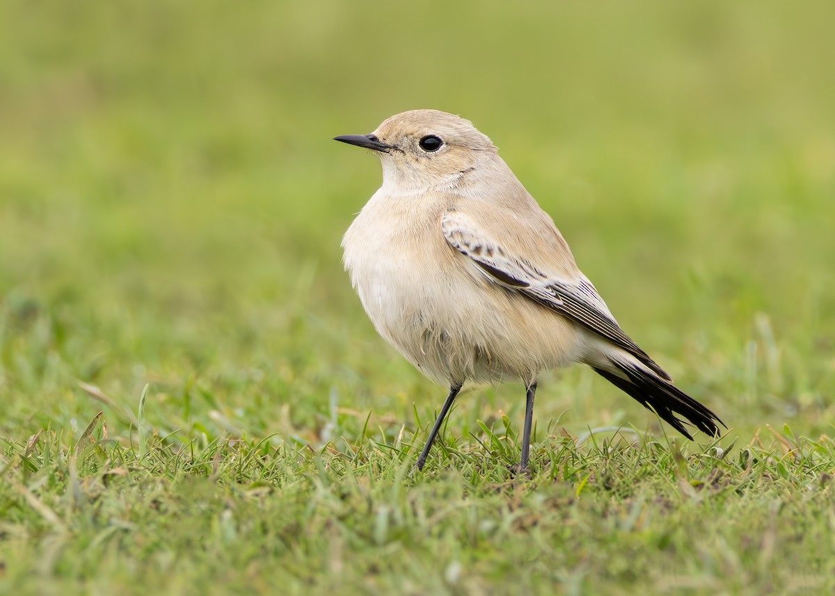 Desert Wheatear - ML625536393