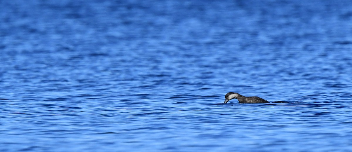 Black Scoter - ML625536466