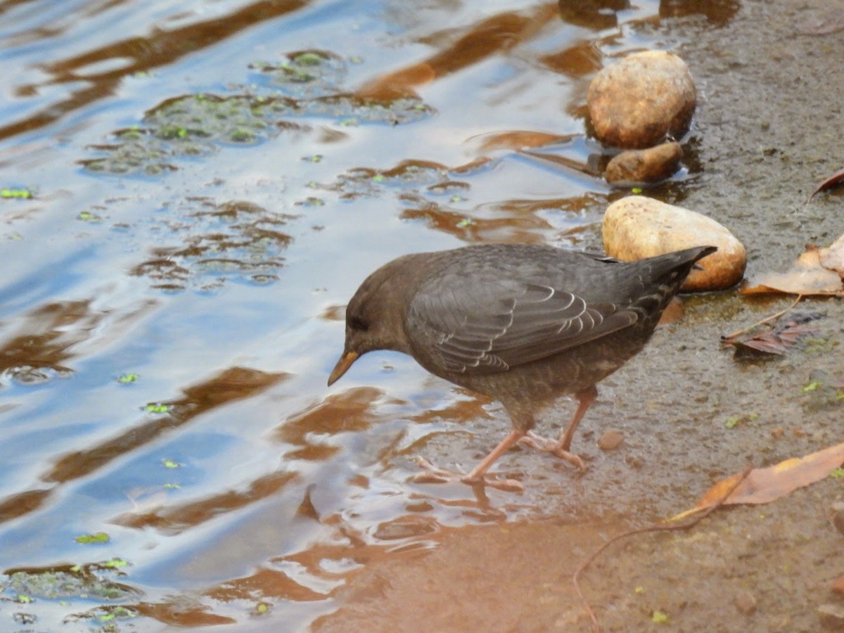 American Dipper - ML625536520