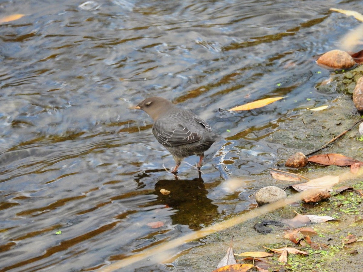 American Dipper - patricia kuzma sell