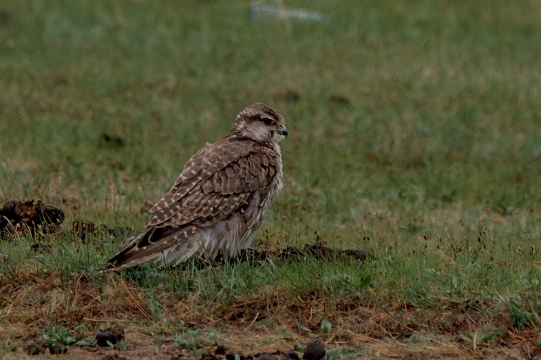 Saker Falcon - Mike Sylvia