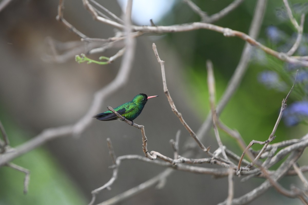 Glittering-bellied Emerald - Emiliano Quintero