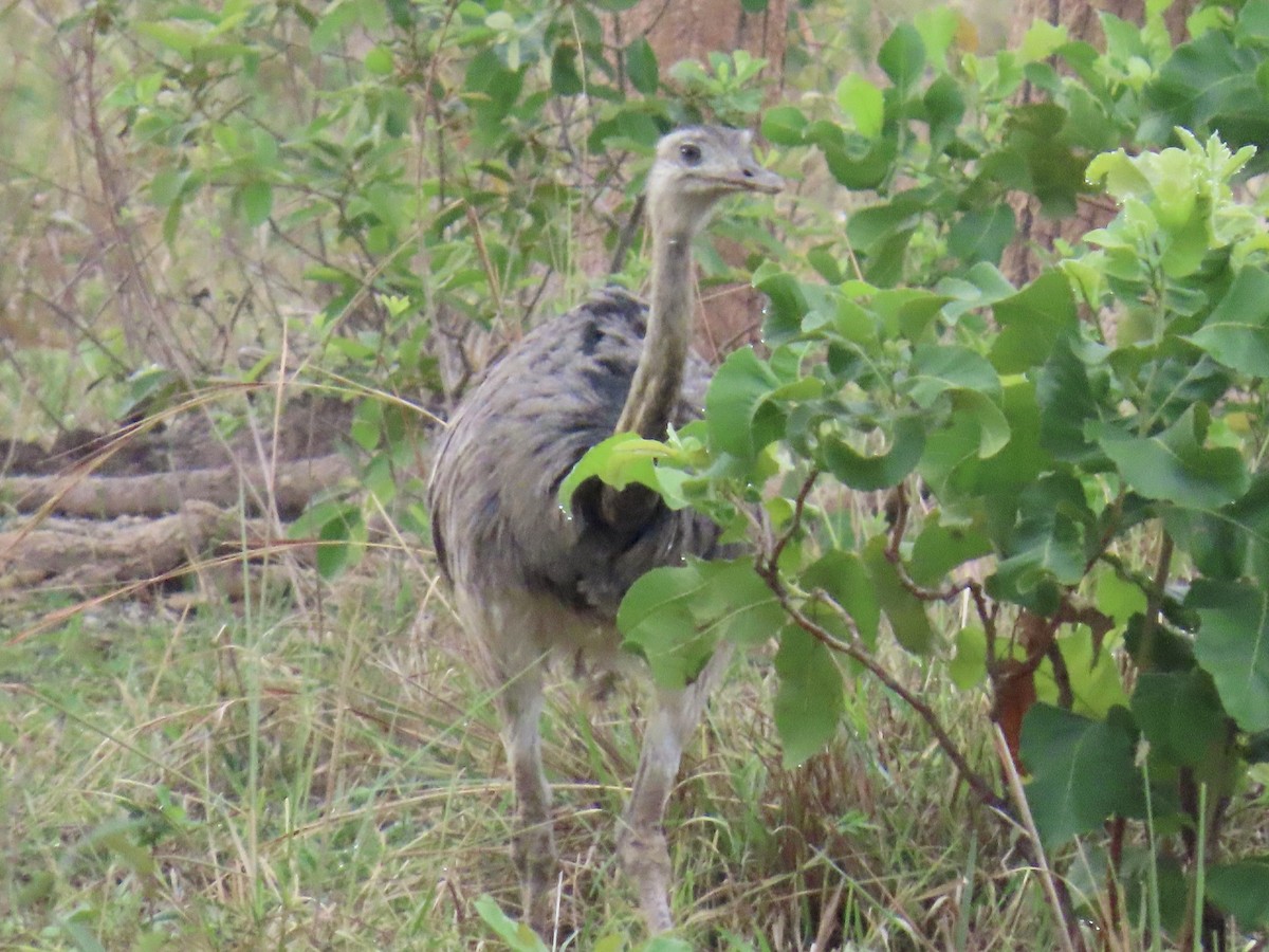 Greater Rhea - ML625536739