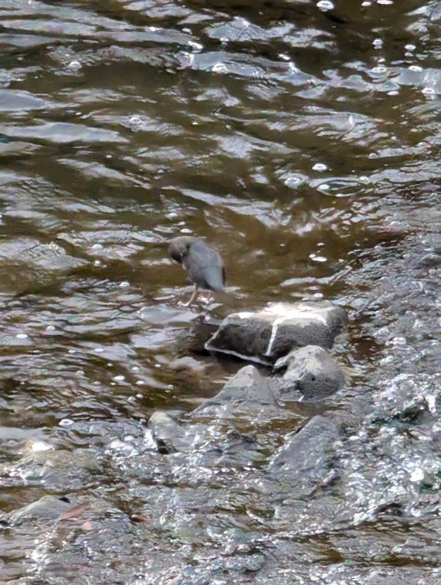 American Dipper - ML625536821