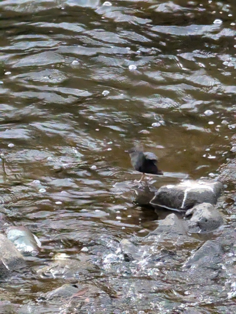 American Dipper - ML625536827