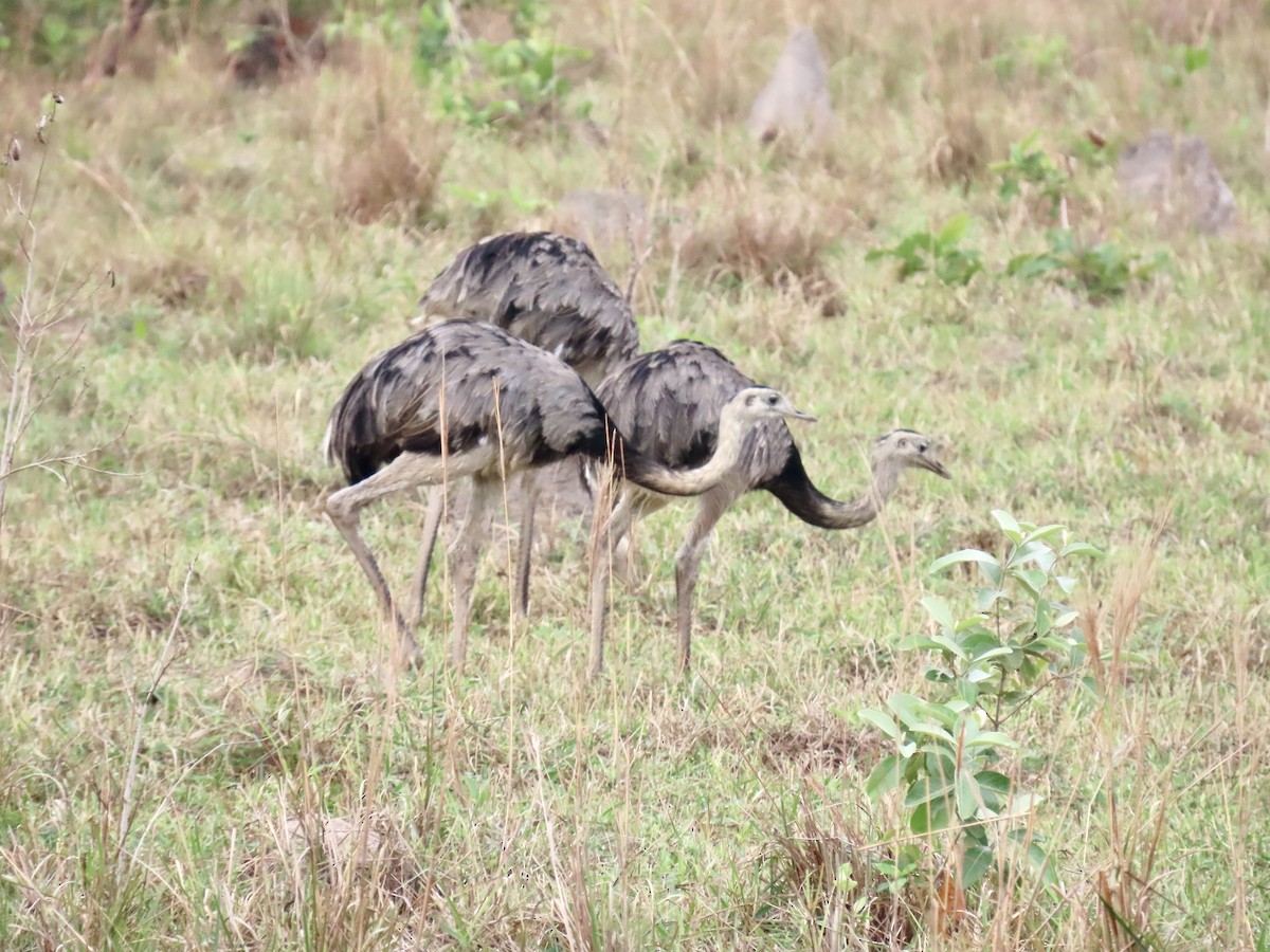 Greater Rhea - ML625536853