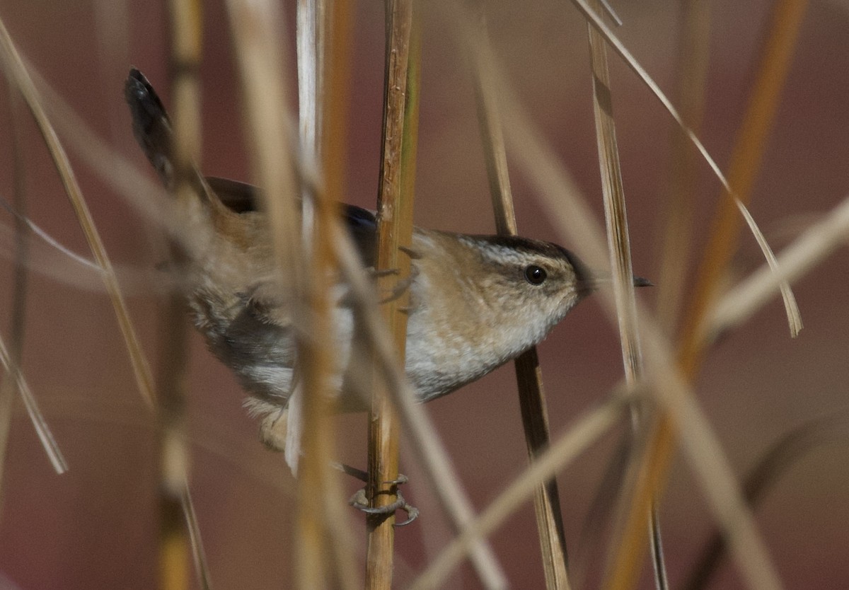 Marsh Wren - ML625536957