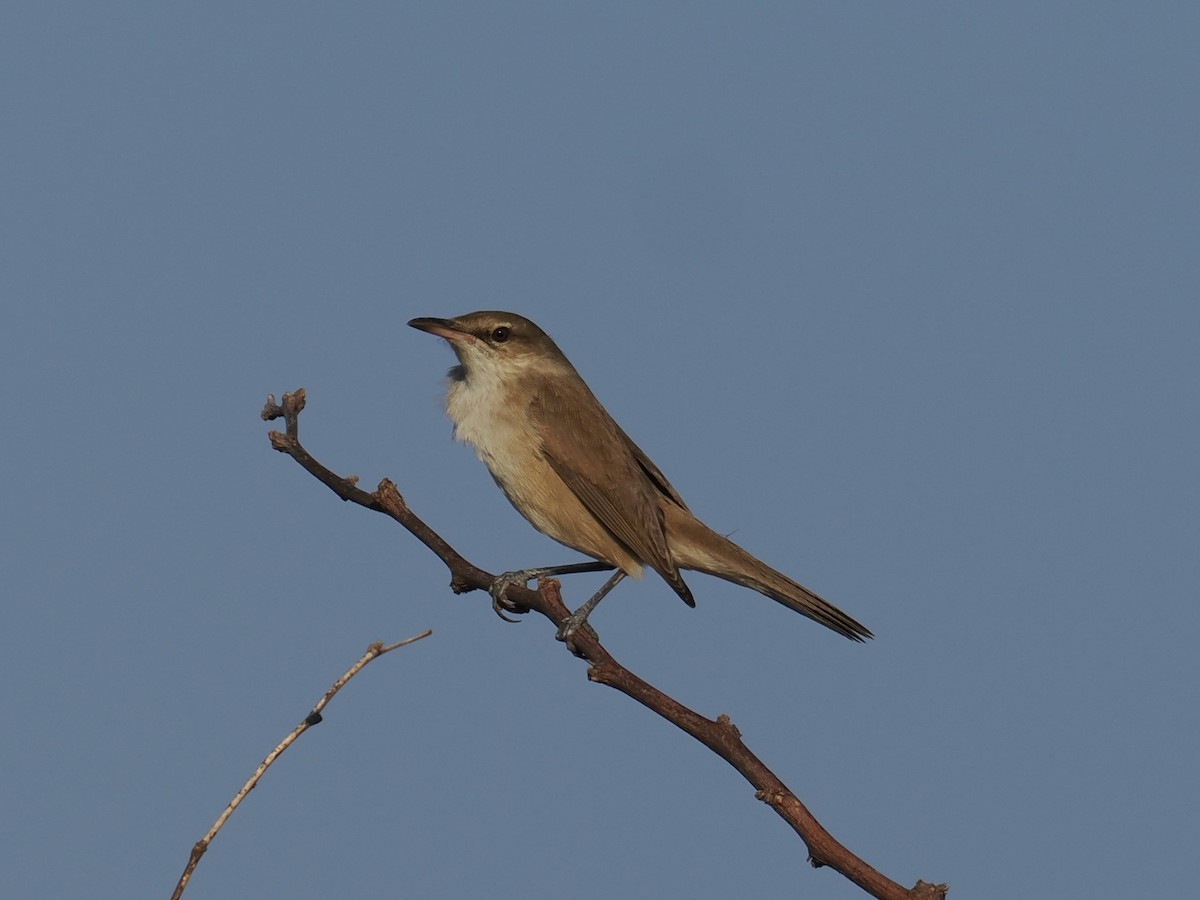 Clamorous Reed Warbler - ML625537016