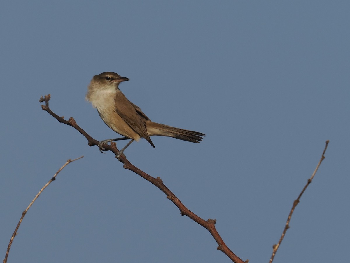 Clamorous Reed Warbler - ML625537017