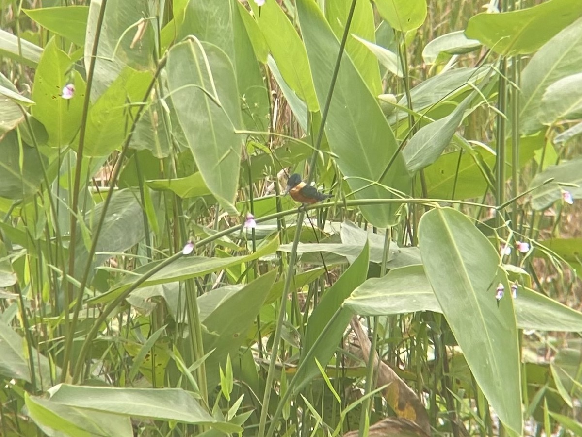 American Pygmy Kingfisher - ML625537044