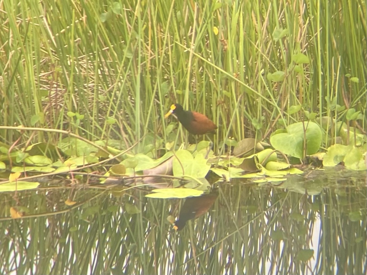 Northern Jacana - ML625537048