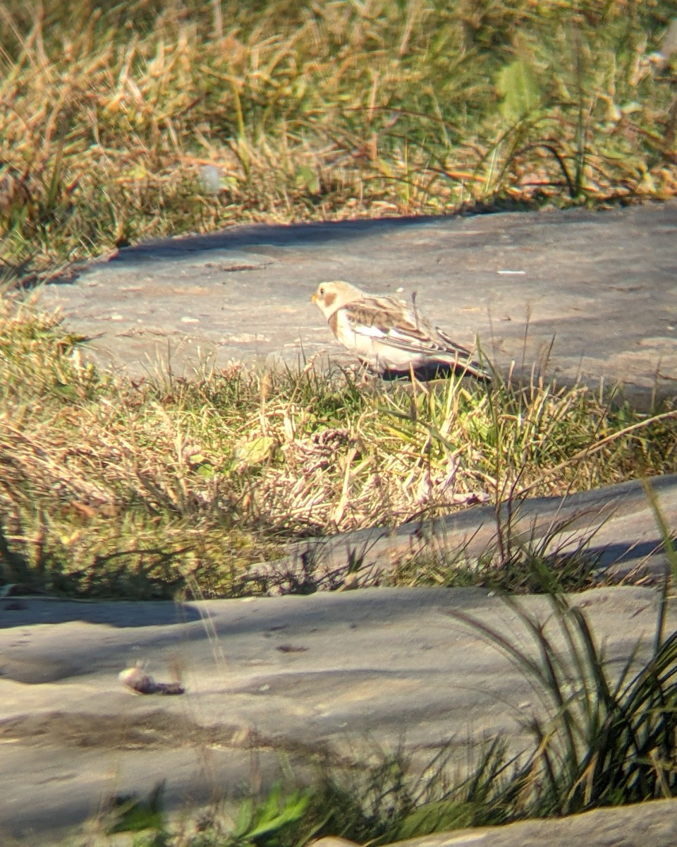 Snow Bunting - ML625537205