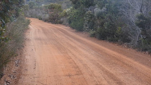 Noisy Scrub-bird - ML625537445