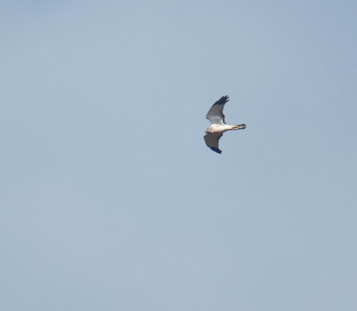 Northern Harrier - ML625537474