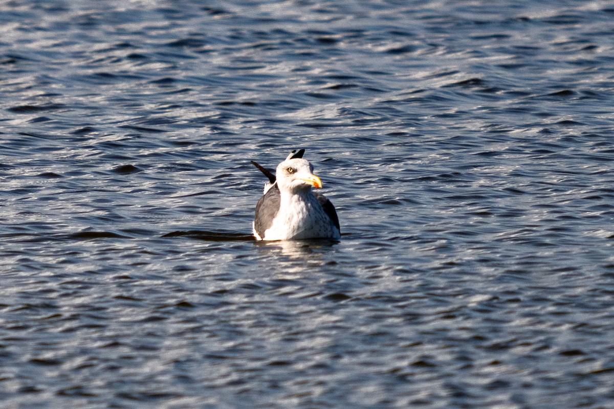 Lesser Black-backed Gull - ML625537547