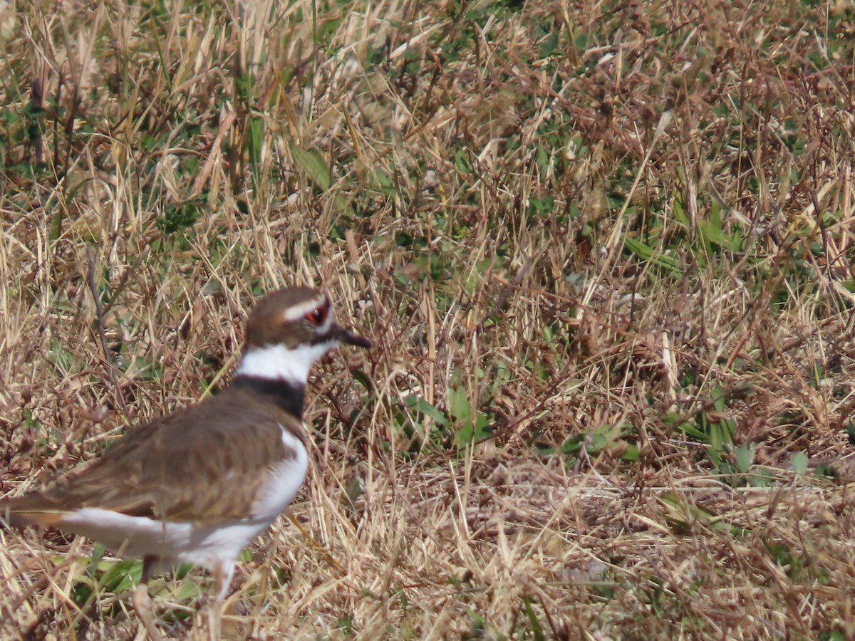 Killdeer - ML625537596