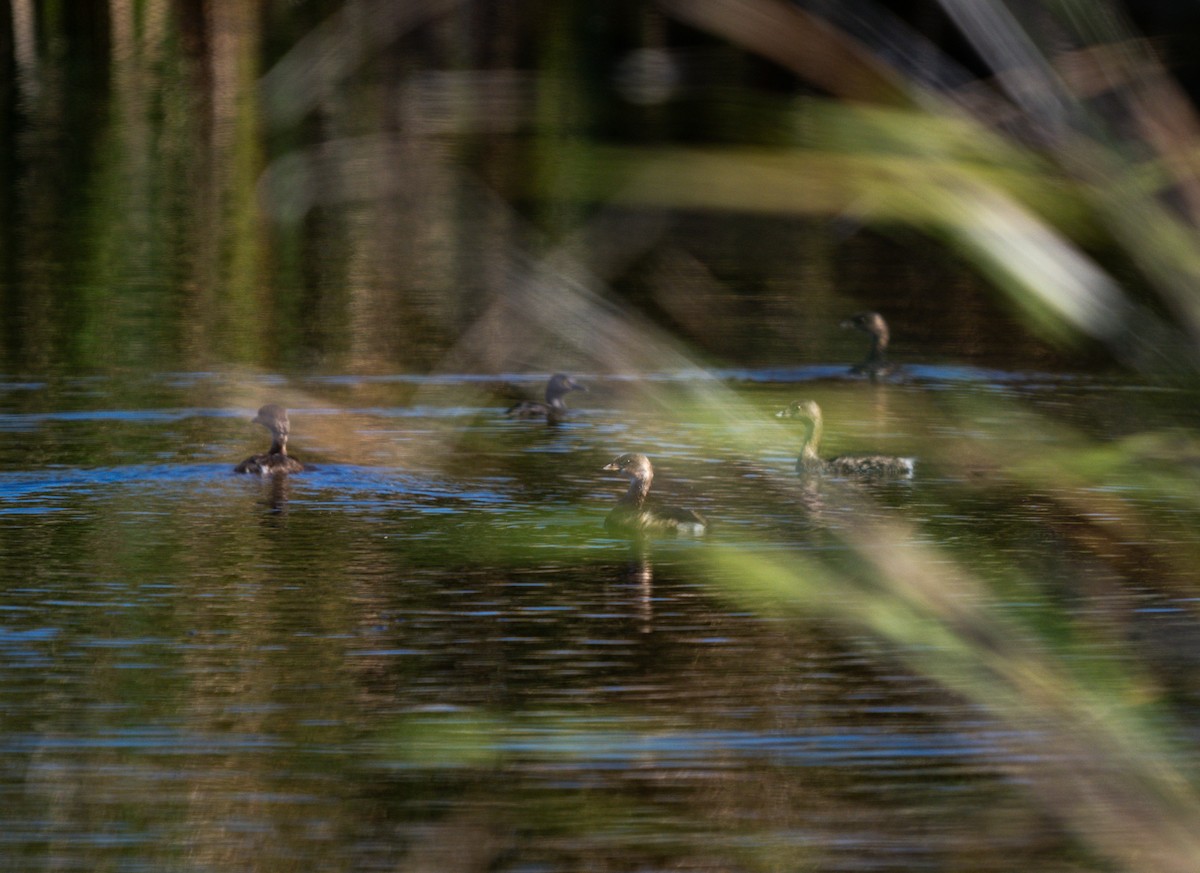 Least Grebe - ML625537627