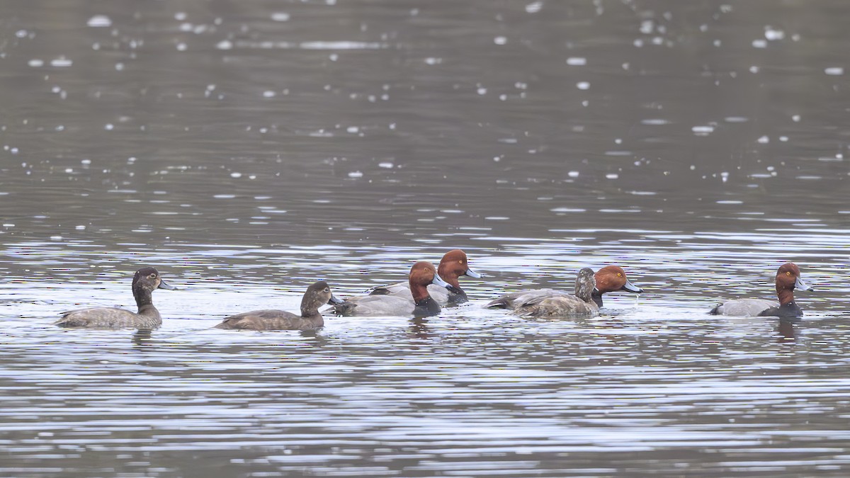 Redhead - ML625537630