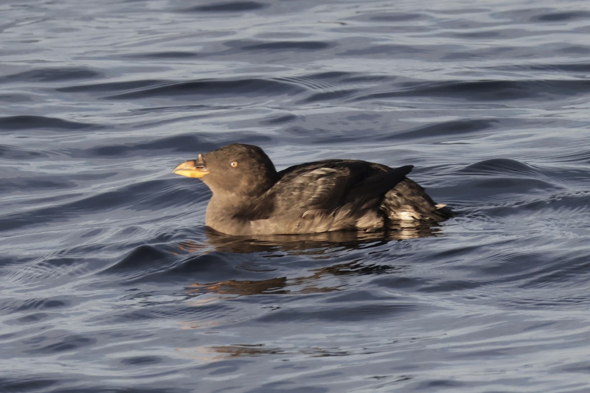 Rhinoceros Auklet - ML625537654