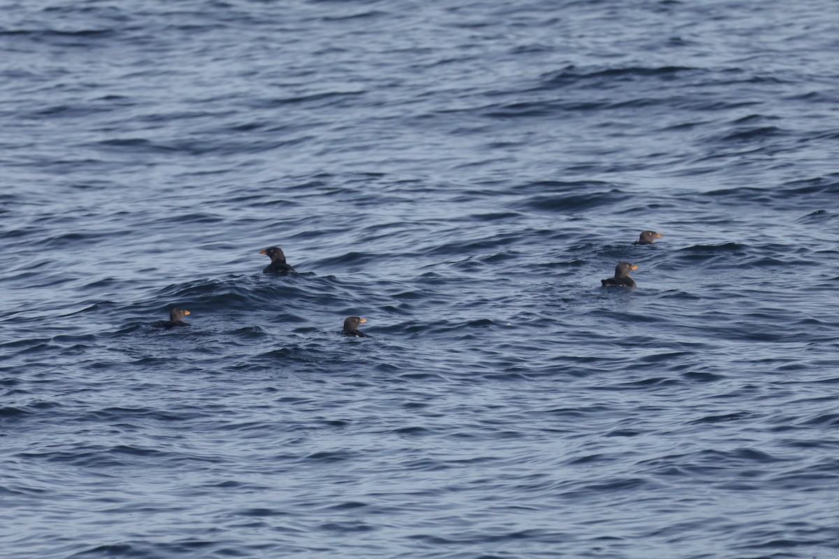 Rhinoceros Auklet - ML625537702