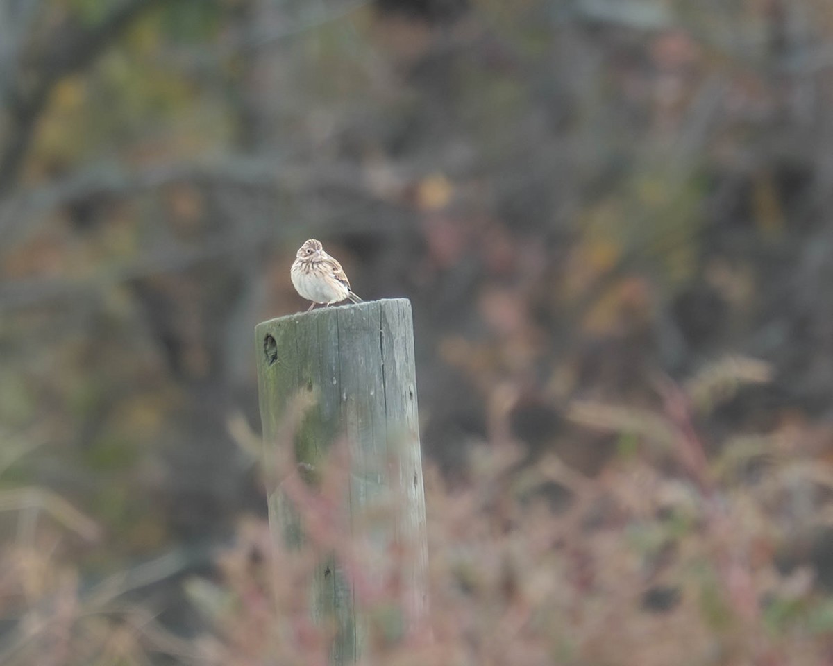 Vesper Sparrow - ML625537712