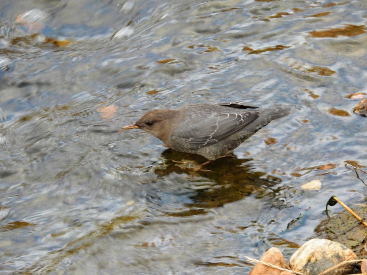 American Dipper - ML625537715