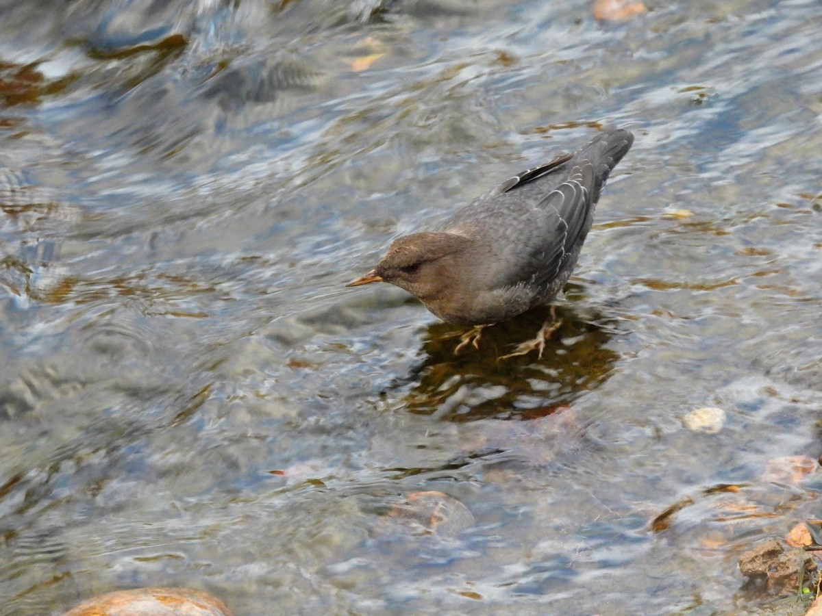 American Dipper - ML625537722