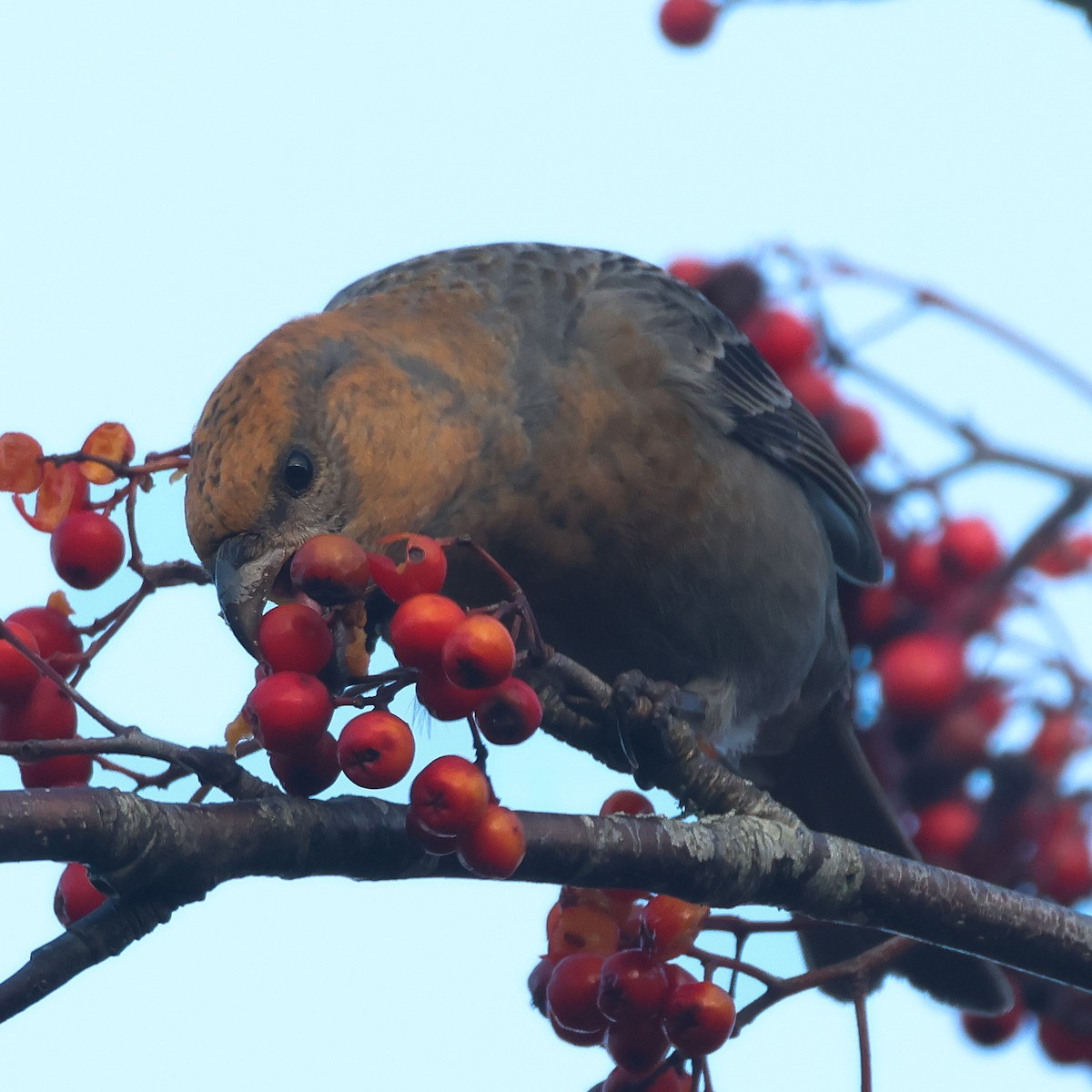 Pine Grosbeak - ML625537745