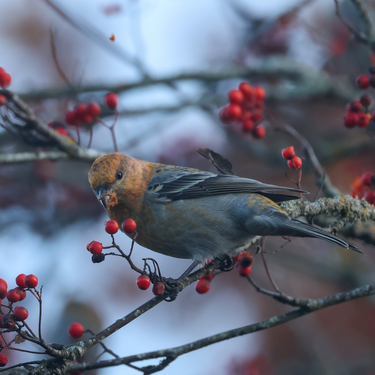 Pine Grosbeak - ML625537747