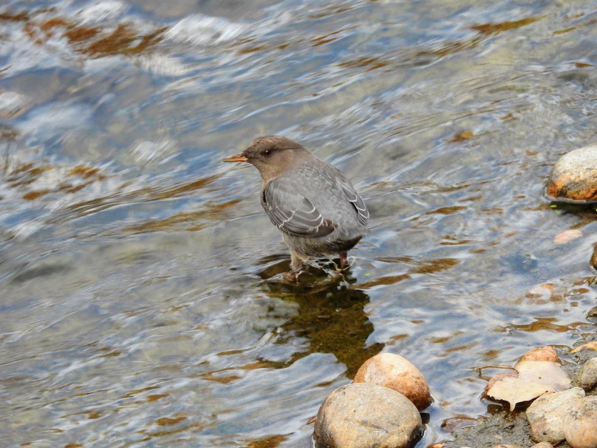 American Dipper - ML625537748