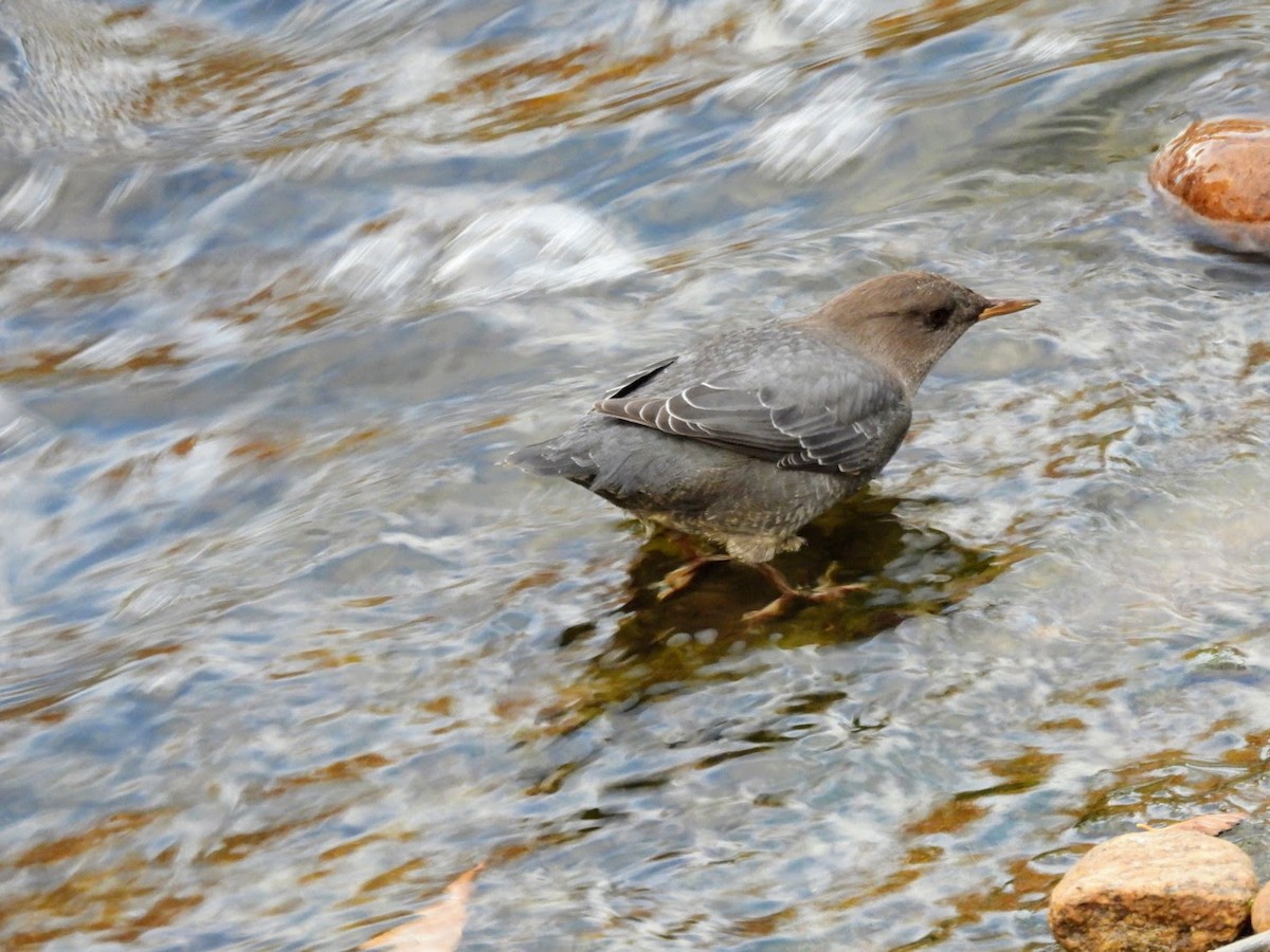 American Dipper - ML625537756