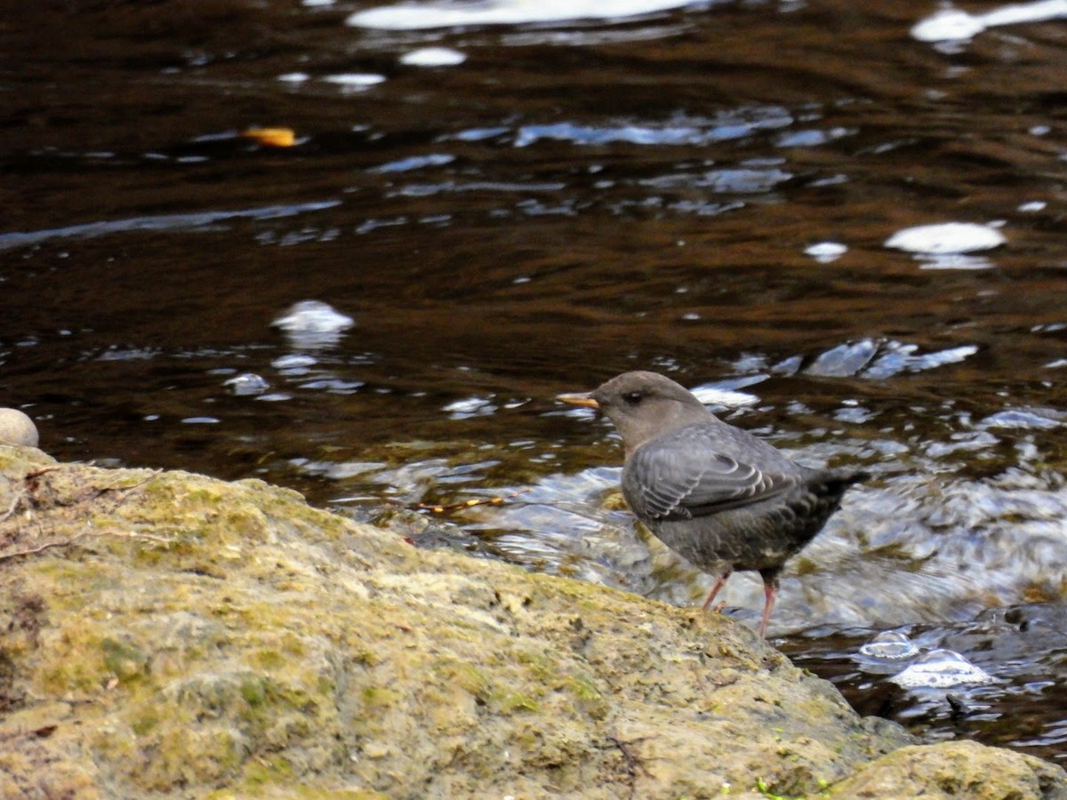 American Dipper - ML625537807