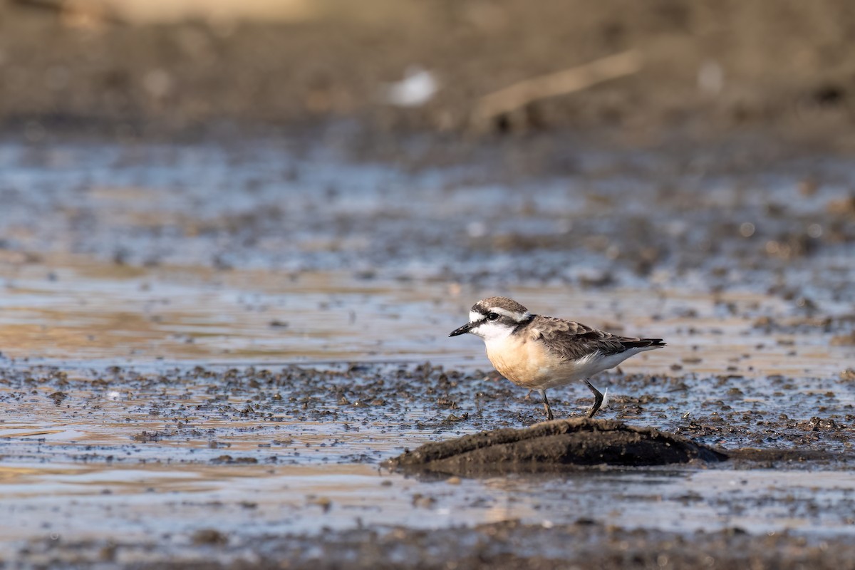 Kittlitz's Plover - ML625537829