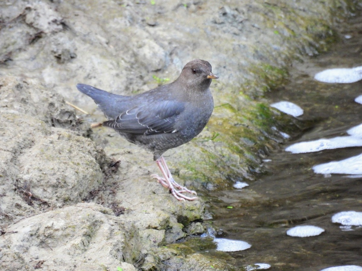 American Dipper - ML625537836